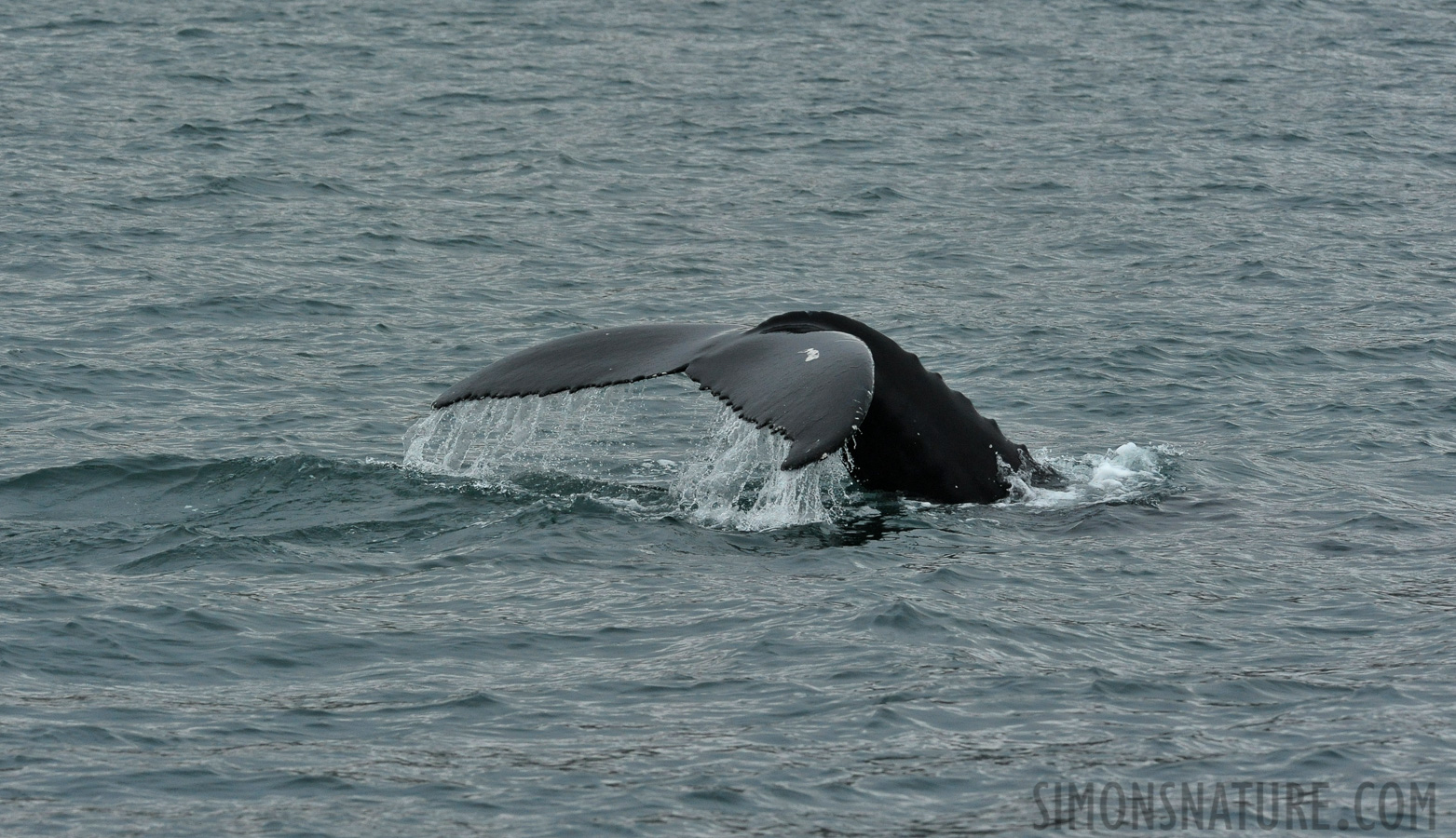 Megaptera novaeangliae [280 mm, 1/800 sec at f / 11, ISO 2500]